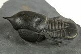 Pelagic Trilobite (Cyclopyge) Fossil - Huge Eyes #344599-2